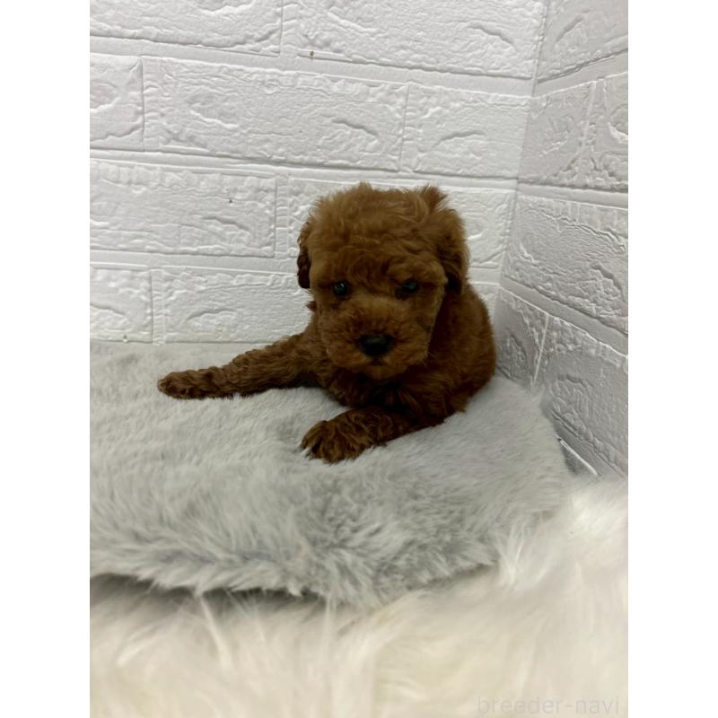 販売中の岡山県のタイニープードル-451733の4枚目