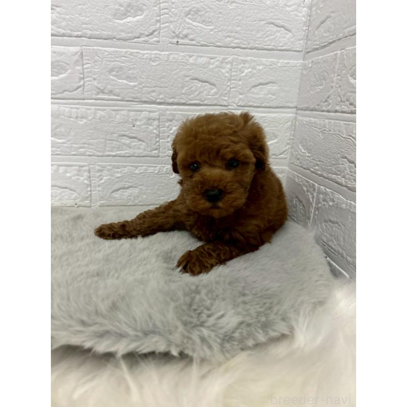 販売中の岡山県のタイニープードル-451733の3枚目