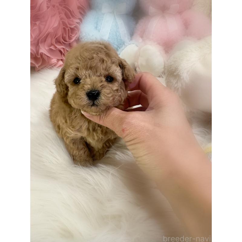 販売中の香川県のビションプー:ビションフリーゼ×トイプードル-451736の5枚目