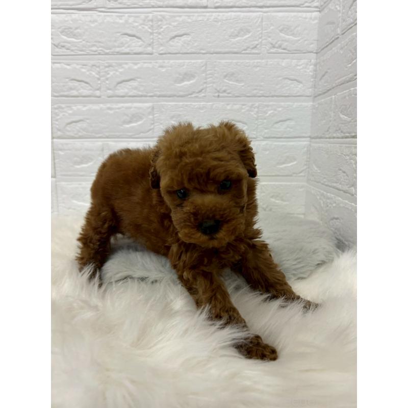 販売中の岡山県のタイニープードル-451733の2枚目