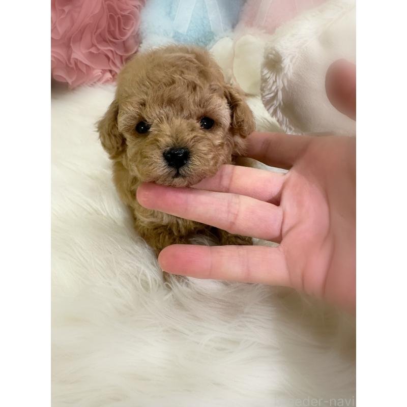 販売中の香川県のビションプー:ビションフリーゼ×トイプードル-451736の4枚目