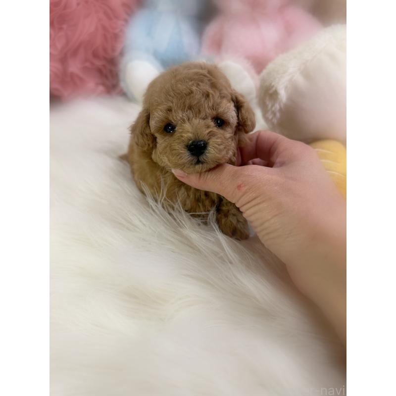 販売中の香川県のビションプー:ビションフリーゼ×トイプードル-451736の3枚目