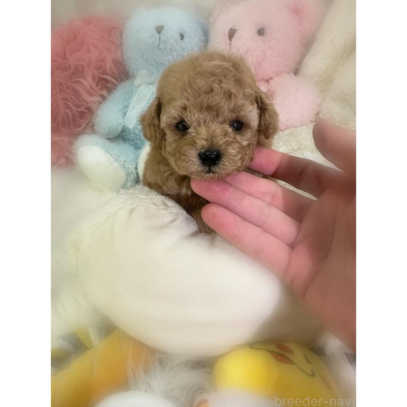 販売中の香川県のビションプー:ビションフリーゼ×トイプードル-451736の2枚目