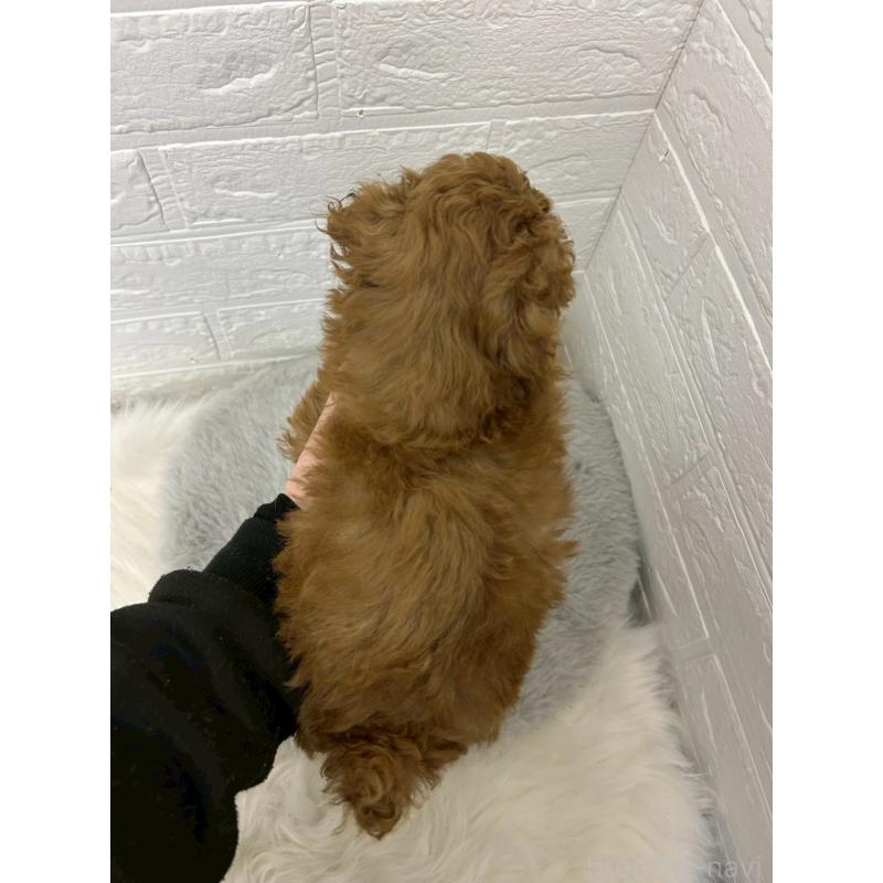 販売中の岡山県のタイニープードル-451735の7枚目