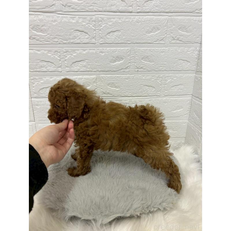 販売中の岡山県のタイニープードル-451735の6枚目