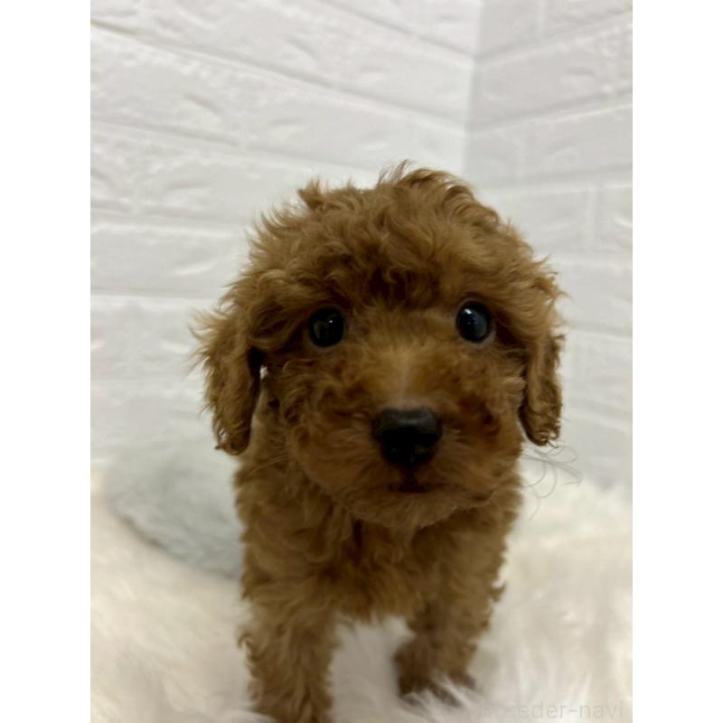 販売中の岡山県のタイニープードル-451735の4枚目