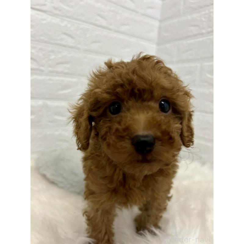 販売中の岡山県のタイニープードル-451735の3枚目