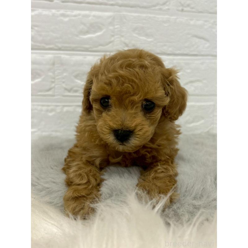 販売中の岡山県のタイニープードル-451737の11枚目