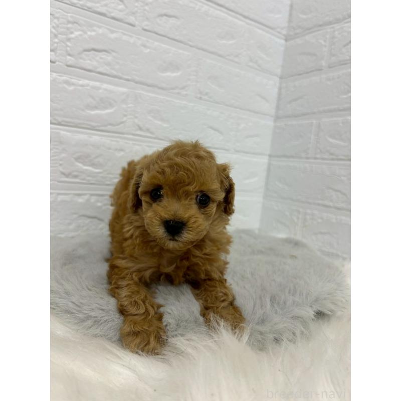 販売中の岡山県のタイニープードル-451737の10枚目