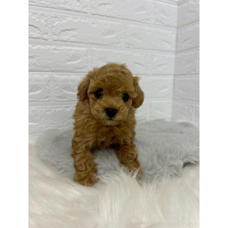 販売中の岡山県のタイニープードル-451737の6枚目