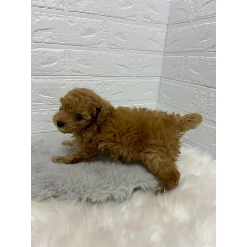 販売中の岡山県のタイニープードル-451737の4枚目