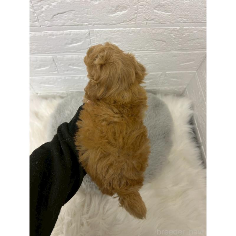 販売中の岡山県のタイニープードル-451737の3枚目