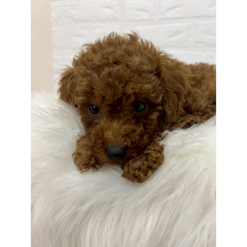 販売中の岡山県のタイニープードル-451738の11枚目