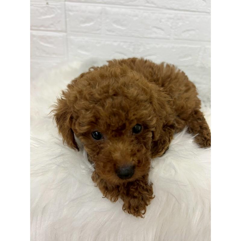 販売中の岡山県のタイニープードル-451738の9枚目