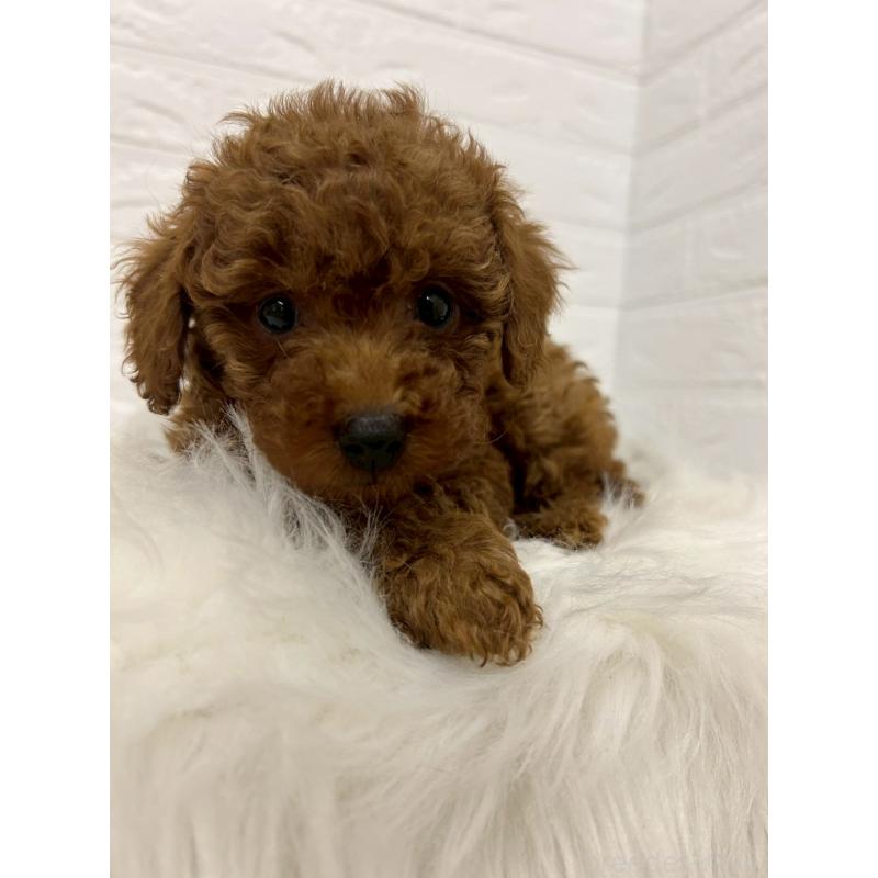 販売中の岡山県のタイニープードル-451738の8枚目