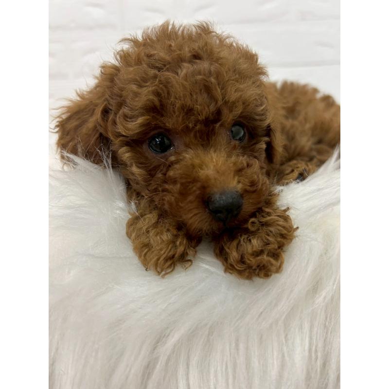 販売中の岡山県のタイニープードル-451738の7枚目