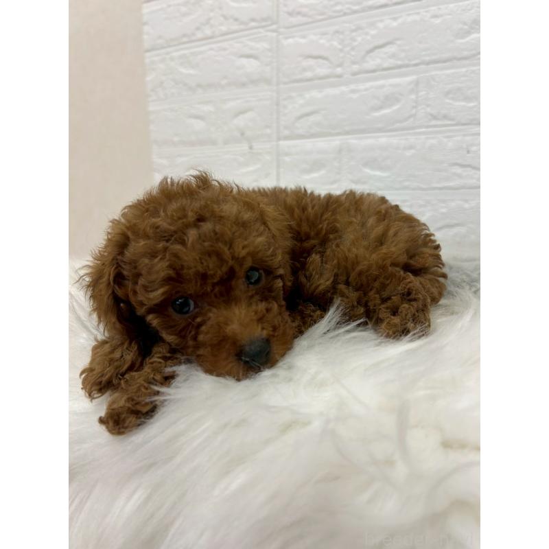 販売中の岡山県のタイニープードル-451738の6枚目