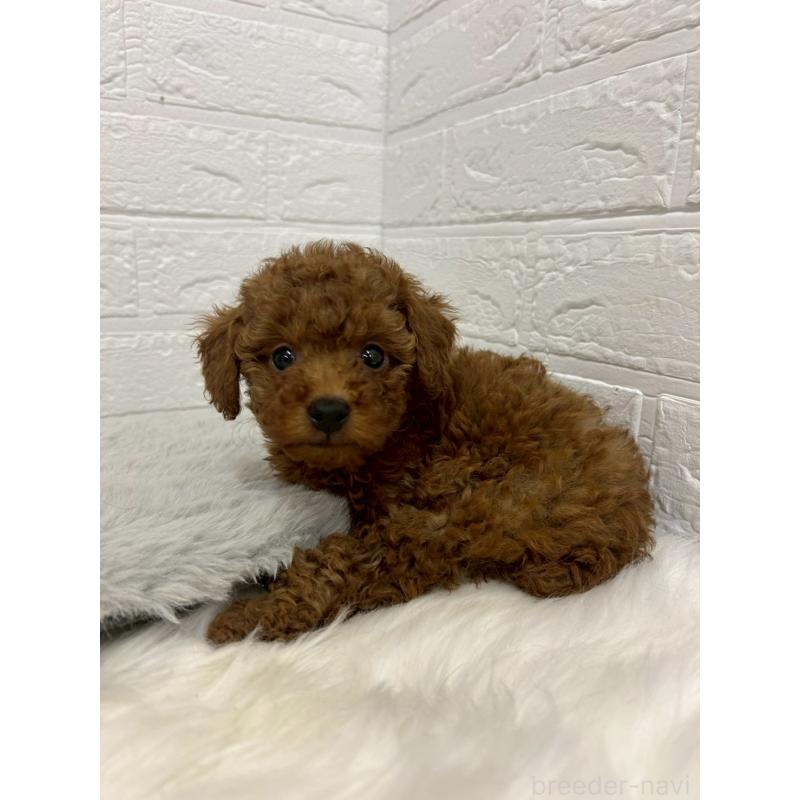 販売中の岡山県のタイニープードル-451738の5枚目