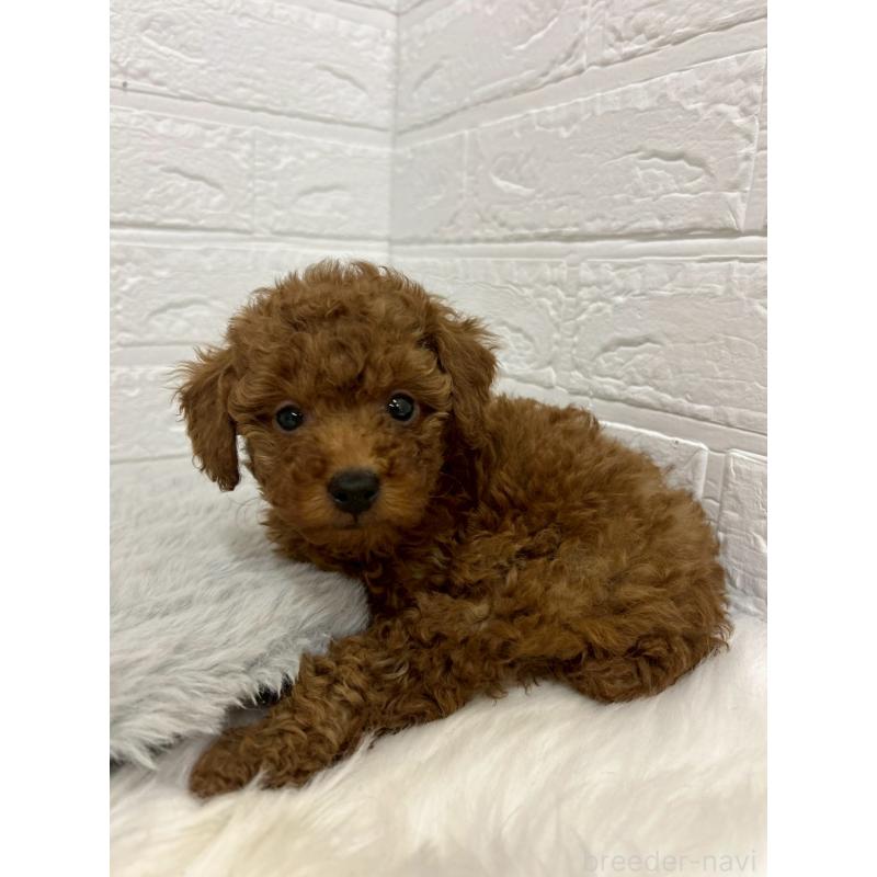 販売中の岡山県のタイニープードル-451738の4枚目