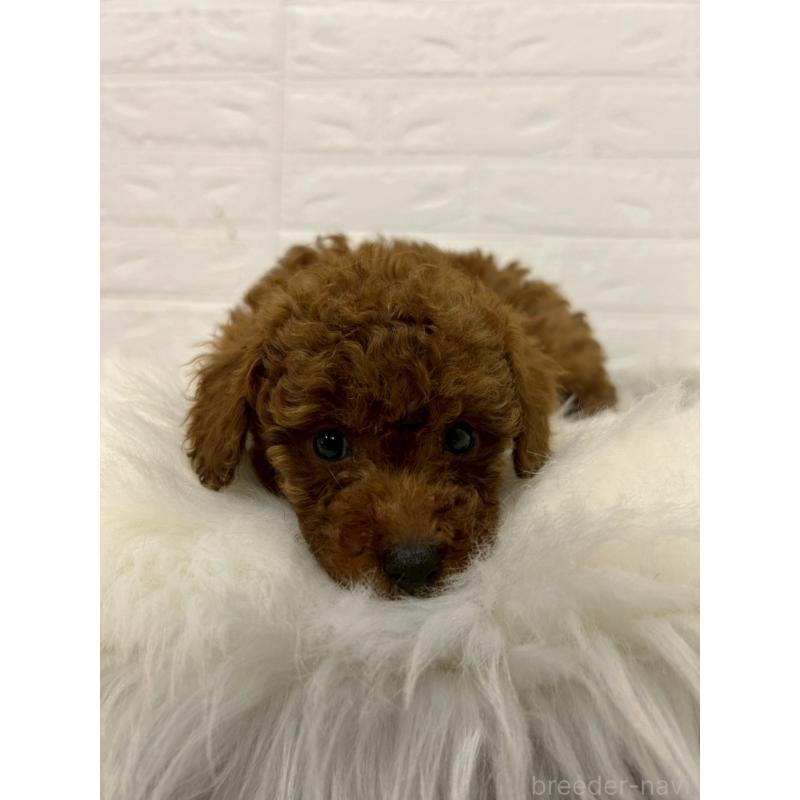 販売中の岡山県のタイニープードル-451738の3枚目