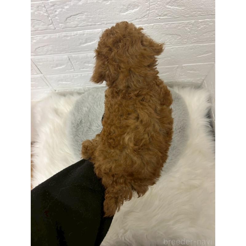 販売中の岡山県のタイニープードル-451738の2枚目