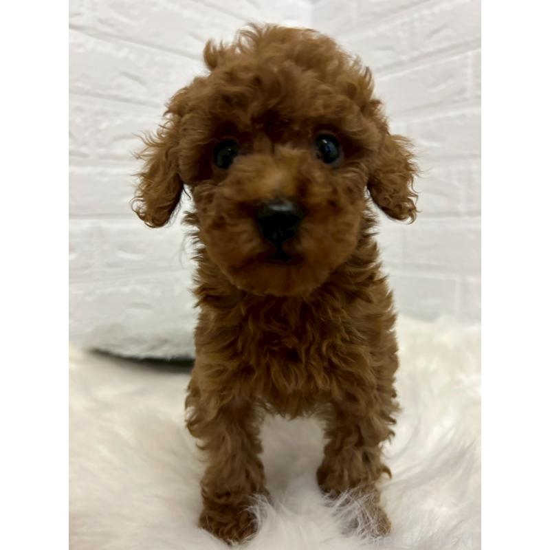 販売中の岡山県のタイニープードル-451740の5枚目