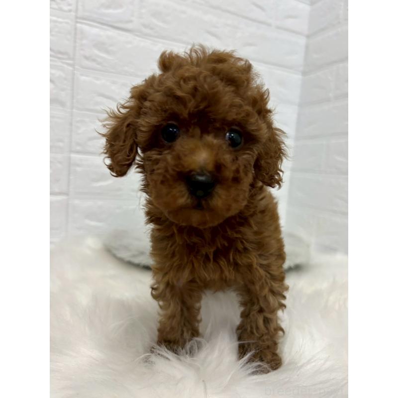 販売中の岡山県のタイニープードル-451740の4枚目