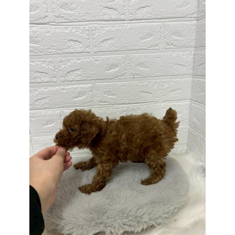 販売中の岡山県のタイニープードル-451740の3枚目