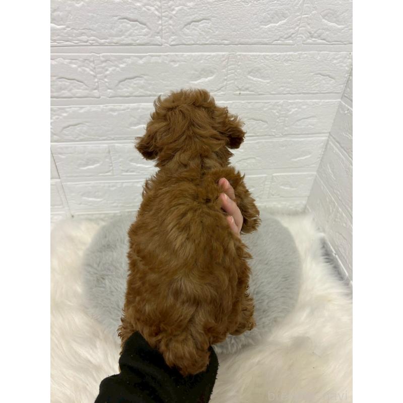 販売中の岡山県のタイニープードル-451740の2枚目