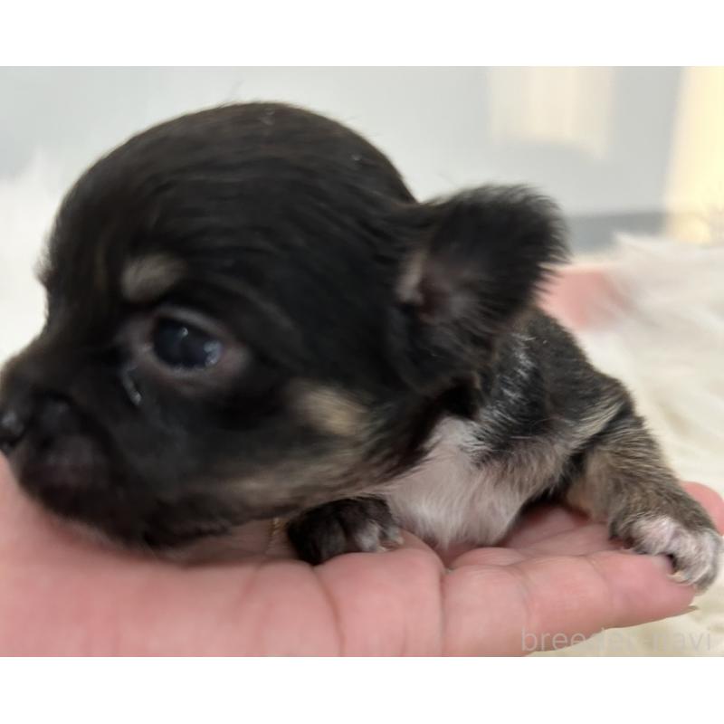 販売中の愛媛県のチワワ(ロングコート)-451742の5枚目