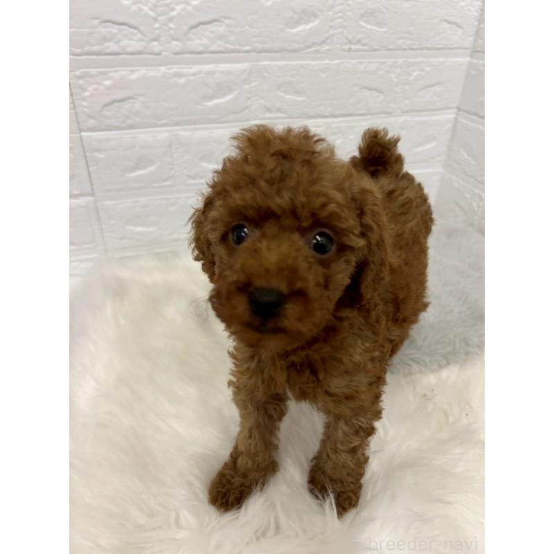 販売中の岡山県のタイニープードル-451741の5枚目