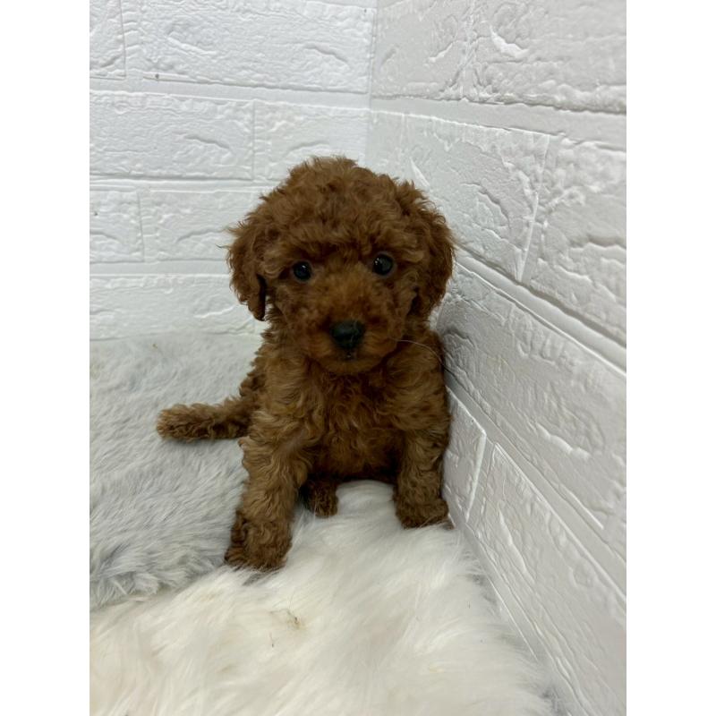 販売中の岡山県のタイニープードル-451741の4枚目