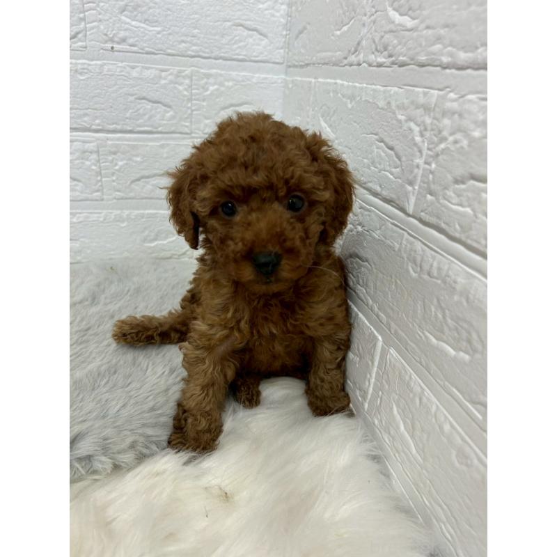 販売中の岡山県のタイニープードル-451741の3枚目