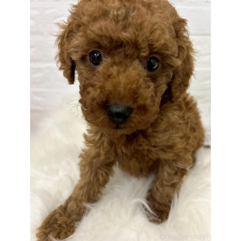 販売中の岡山県のタイニープードル-451741の2枚目