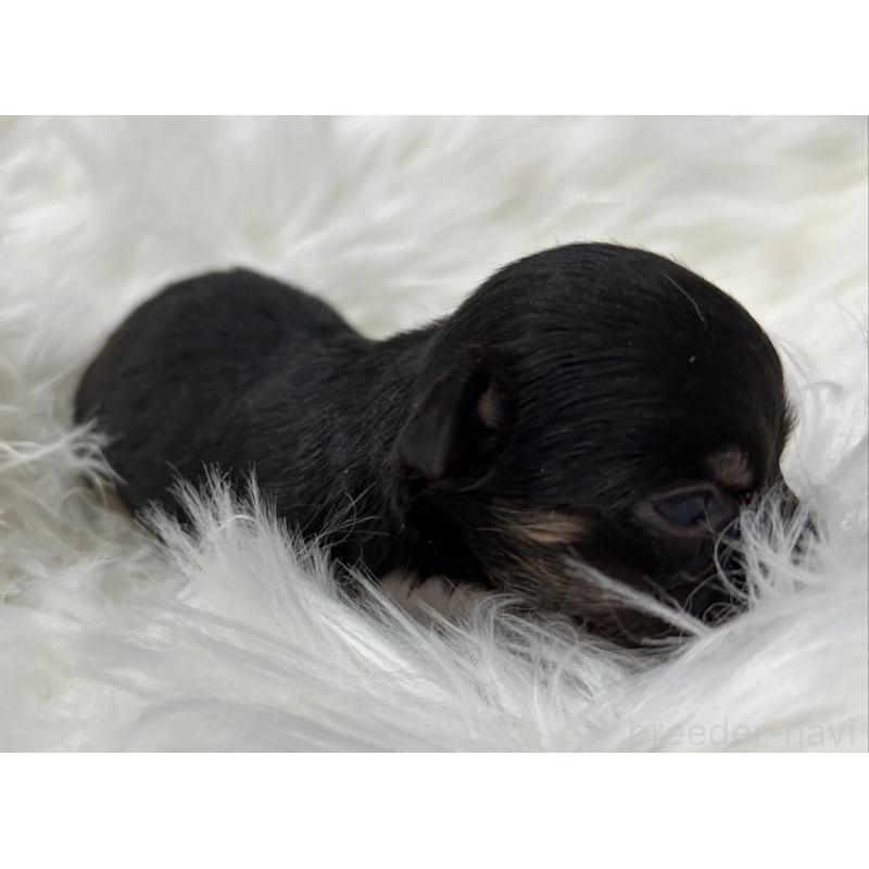 販売中の愛媛県のチワワ(ロングコート)-451742の4枚目