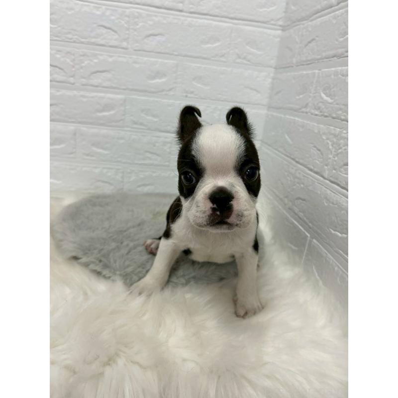 販売中の岡山県のボストンテリア-451743の9枚目