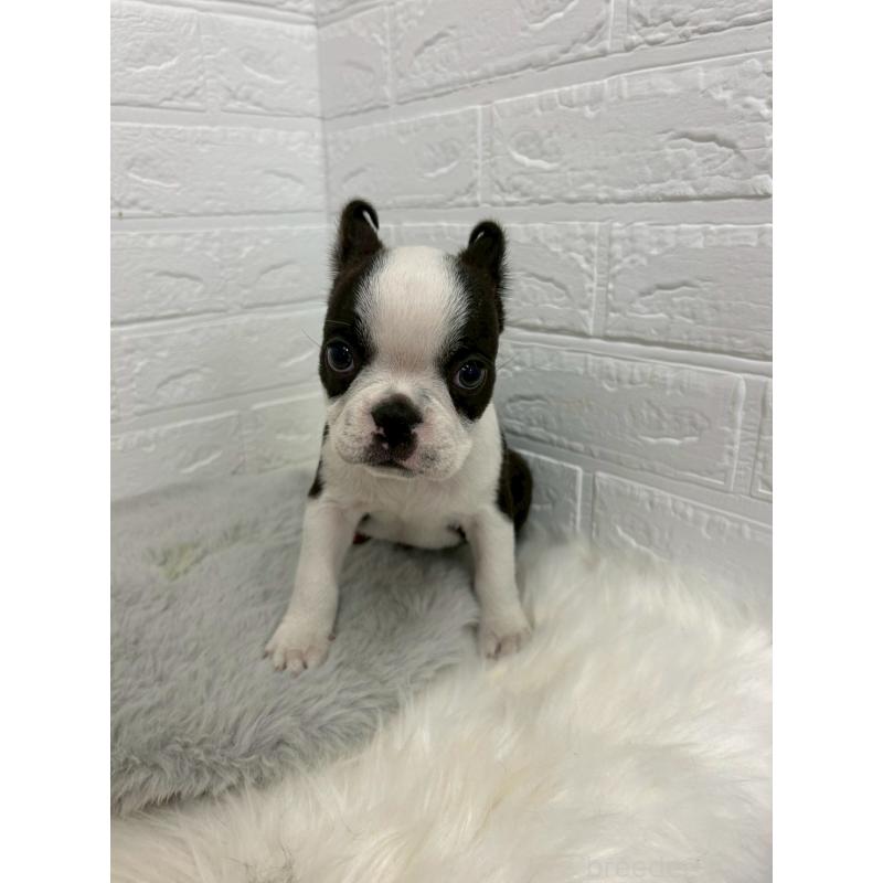 販売中の岡山県のボストンテリア-451743の8枚目