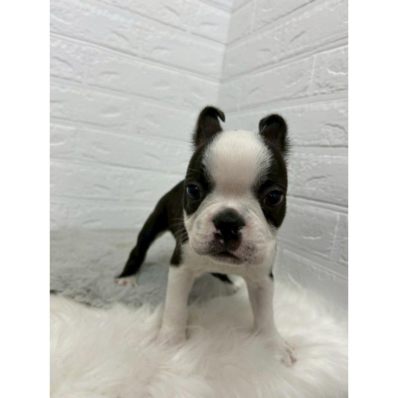 販売中の岡山県のボストンテリア-451743の5枚目