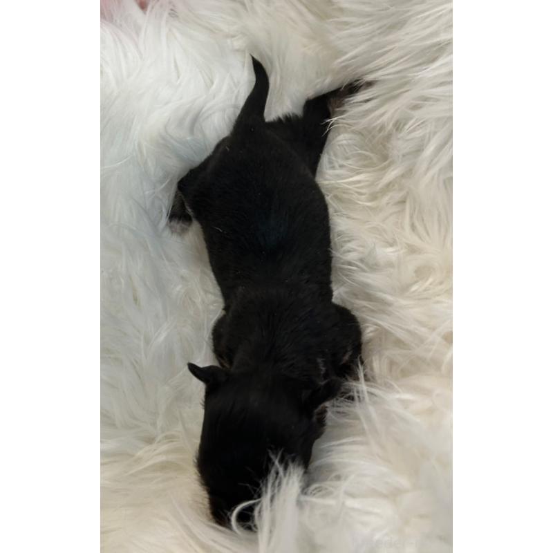 販売中の愛媛県のチワワ(ロングコート)-451742の3枚目