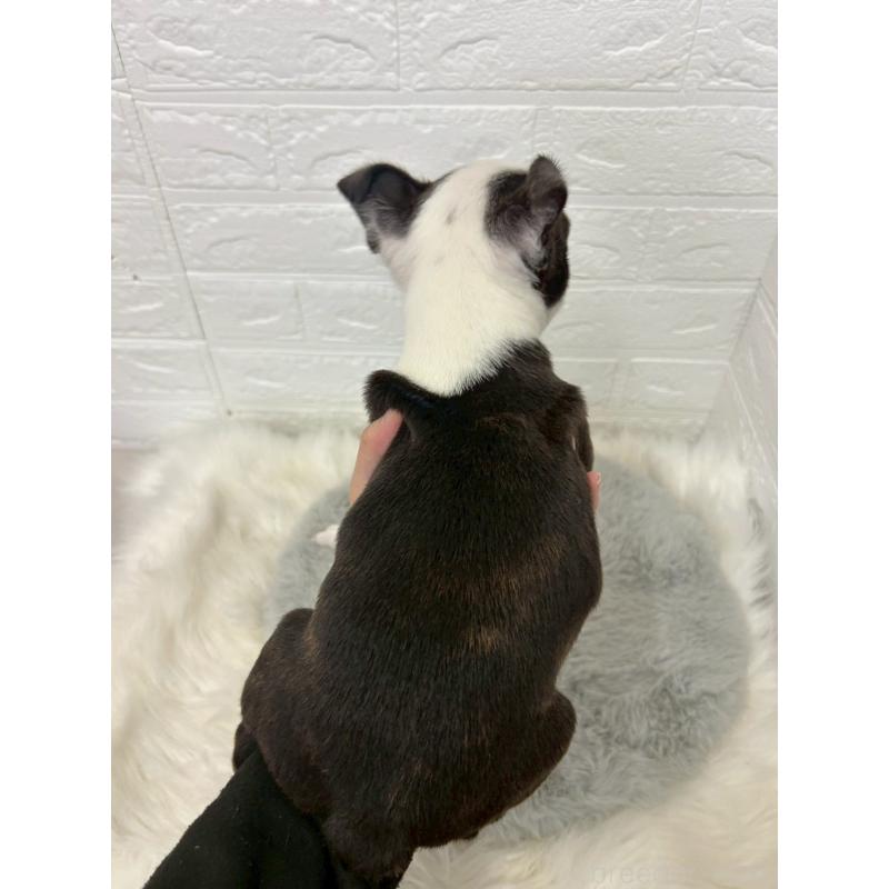 販売中の岡山県のボストンテリア-451743の2枚目