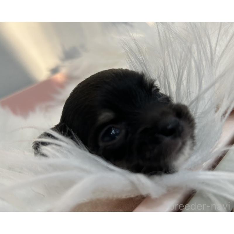 販売中の愛媛県のチワワ(ロングコート)-451742の2枚目