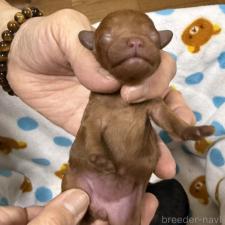 ♀︎トイプードル