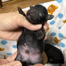 ♀︎トイプードル