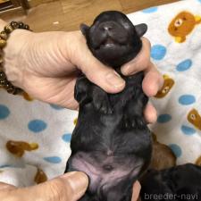 ♀︎トイプードル