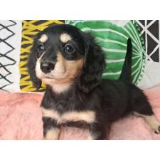 ♀︎ミニチュアダックスフンド(ロングヘアード)