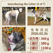 ♀︎ウィペット