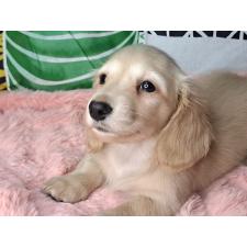 ♀︎ミニチュアダックスフンド(ロングヘアード)