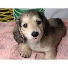 ♀︎ミニチュアダックスフンド(ロングヘアード)