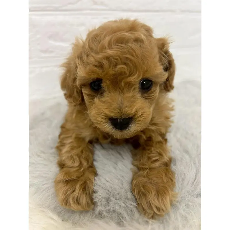 販売中の東京都のタイニープードル-451745の10枚目