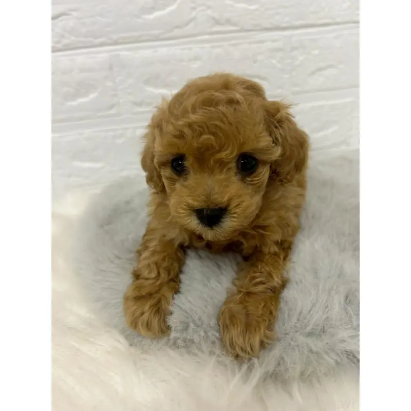 販売中の東京都のタイニープードル-451745の9枚目